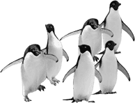 Penguins Group